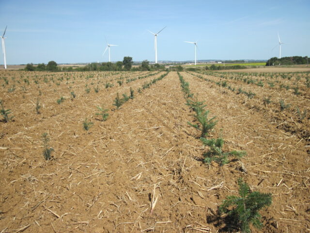 Plantations 2021