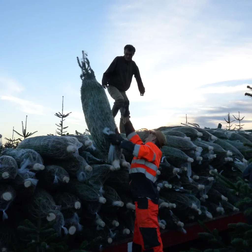 chargement remorque sapins