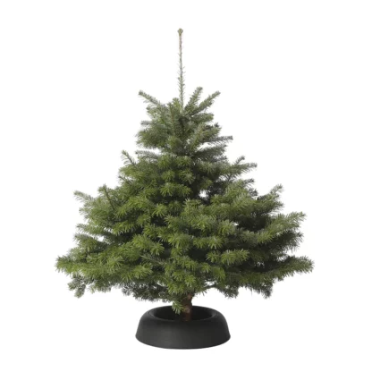 PETIT NORDMANN réserve eau Frescher Tree
