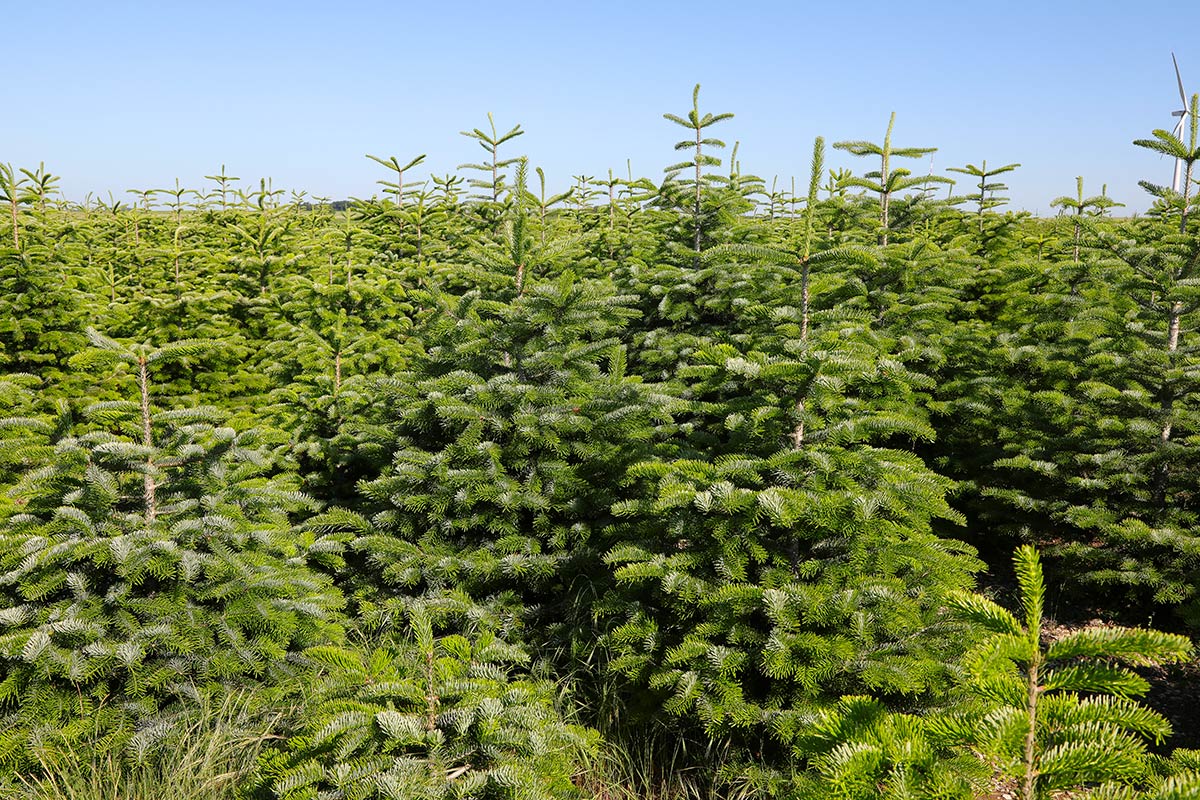 votre sapin naturel livré chez vous pour noel