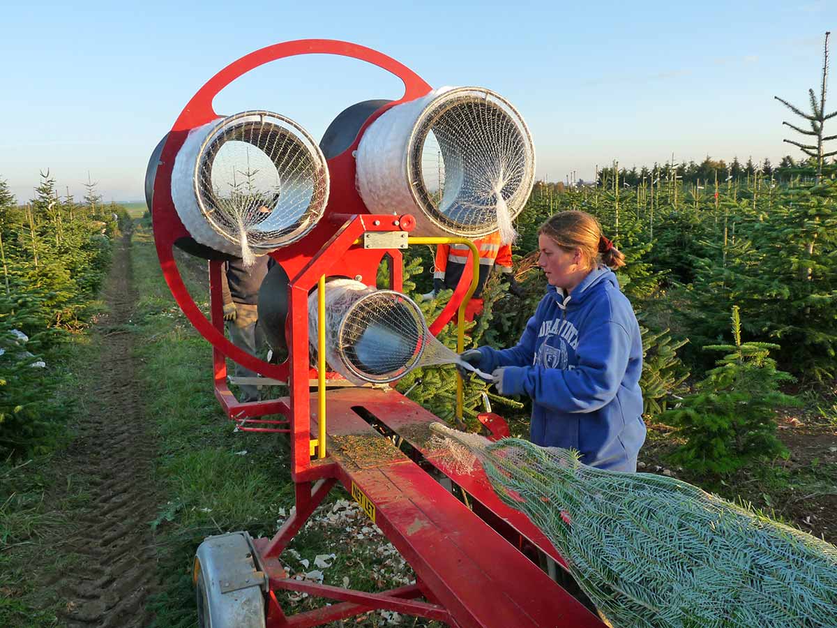 emballages des sapins noel vert avant livraison dans toute la france